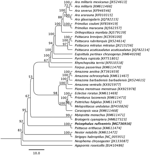 Figure 1. Maximum likelihood phylogenetic tree to infer host-phylogeny relationship among Psittacidae family. ML-tree was constructed using complete mitogenome sequences of the species belonging to the Psittacidae family. The new complete mitogenome of P. rufiventris is highlighted by bold font.