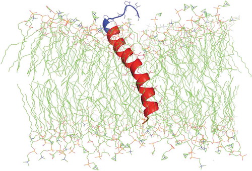 Figure 2. Molecular illustration of a phospholipid bilayer cross section with SP-C ion lock-1 protein interacting with the synthetic surfactant lipid bilayer. SP-C ion lock-1 is a transbilayer helical protein mimic of full-length SP-C. The protein is shown with the transmembrane helix highlighted in red, the N-terminal surface domain in blue and the C-terminal segment in orange. The synthetic surfactant lipid mixture consists of DPPC:POPC:POPG in the mole ratio of 5:3:2. The acyl chains are rendered in green while phospholipid head group atoms are nitrogen in blue and phosphate atoms in orange. The protein structure is based on the homology templated structure of SP-C ion lock-1 using iTasser that was inserted into a bilayer of synthetic surfactant lipids with the Charmm graphical user interface. This peptide-bilayer lipid ensemble was then refined by molecular dynamics using the Gromacs force field and Charmm36 m parameter set for 0.5 microseconds to reach an equilibrium state. Water molecules used in the simulation have been deleted from the illustration for clarity.