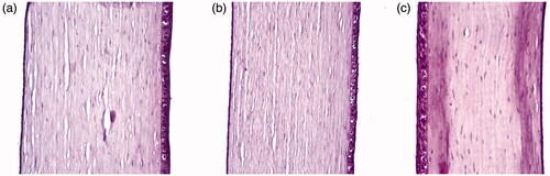 Figure 3. Microscopic photographs showing normal histological structure of rabbit corneas treated with (a) normal saline (negative control), (b) OE and (c) OEzero.