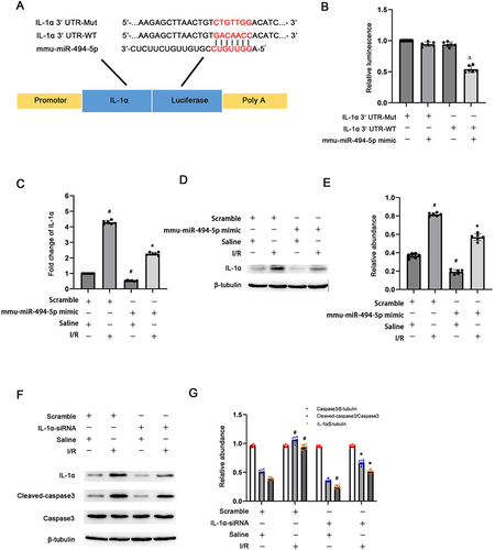 Figure 6 IL-1α is a direct target gene of mmu-miRNA-494-5p. After transfection with mmu-miRNA-494-5p mimic (100 nM) or IL-1α siRNA (100 nM) or scramble, saline or I(2-h)/R(2-h) exposure was conducted. (A) The sequence of IL-1α 3’UTR is complementary to miRNA-494-5p. (B) Determination of Luciferase activity. (C) qRT-PCR assay of IL-1α in BUMPT cells. (D) Immunoblotting of IL-1α and tubB in BUMPT cells. (E) The results of grayscale assessment. (F) Immunoblotting of IL-1α, Casp3, Cle-Casp3, and tubB in BUMPT cells. (G) The results of grayscale assessment. Mean ± SD (n = 6). ∆p < 0.05, miRNA-494−5p mimic and IL-1α 3’UTR-WT co-transfection vs IL-1α 3’UTR-WT. #p < 0.05, mmu-miRNA-494-5p mimic + saline or IL-1α siRNA + saline or scramble + I/R vs scramble + saline; *p < 0.05, mmu-miRNA-494-5p mimic or IL-1α siRNA + I/R vs scramble + I.