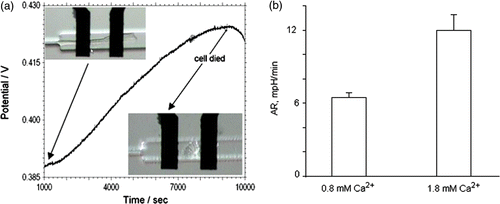 Figure 4. (a) Open circuit potential between IrOx pH sensing and DriRef-450 reference electrode in the input channel during a acidification rate measurements on single cardiac myocytes. The inset shows a detailed view of cardiac myocyte cell in the cell trap volume in the initial and the final stage of experiment. (b) Acidification rate measurement of single cardiac myocytes in standard Tyrode's solution at different Ca2+ concentrations. For Cardiac myocytes we measured an average acidification rate 6.45 ± 0.4 mpH/min (t-test p < 0.00003, n = 8) in 0.8 mM Ca2+ and 11.96 ± 1.3 mpH/min (t-test p < 0.00004, n = 9) in 1.8 mM Ca2+.