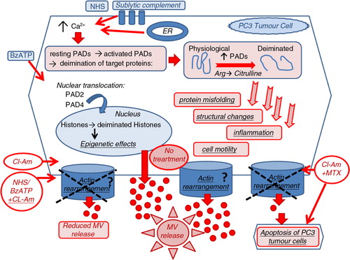 Fig. 7.  The proposed role of PADs in microvesiculation and the potential therapeutic application of PAD inhibitors in anticancer therapy. PAD2 and PAD4 are cytosolic enzymes, which during the course of cells being stimulated, through raised intracellular calcium levels, to microvesiculate (e.g. using BzATP stimulation of P2X channels or NHS as a source of sublytic complement), translocate to the nucleus (PAD2 and PAD4) or remain partially in the cytosol (PAD2). These PAD isozymes play a potential novel role in the biogenesis of MV release. This may happen by influencing actin-cytoskeleton cleavage and actin rearrangement and/or by deimination of genes in the nucleus through still unknown pathways involved in microvesicle biogenesis . The pharmacological inhibition of PADs with the pan-PAD-inhibitor chloramidine (Cl-am) abrogates the release of MVs and when combined with the anticancer drug methotrexate (MTX) works synergistically to induce increased cytotoxic effects and apoptosis of PC3 tumour cells.