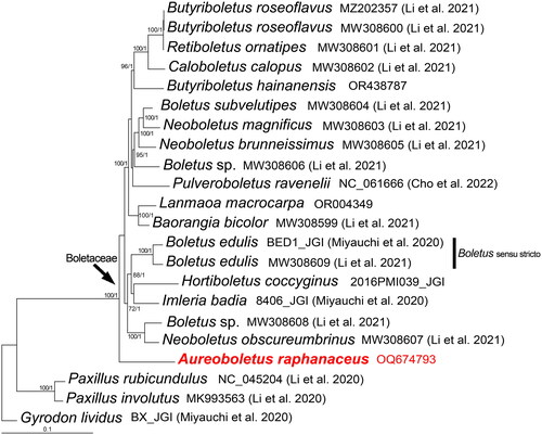 Figure 3. Phylogenetic tree of Aureoboletus raphanaceus and related taxa based on Bayesian inference (BI) and maximum-likelihood (ML) analyses of 15 core protein coding genes. The GenBank accession number from NCBI or the information of voucher specimen from JGI, along with the corresponding references (if any), are provided after the species names. The newly sequenced mitogenome is marked in red. Numbers near the nodes indicate bootstrap support values (>50%) and posterior probabilities (>0.95). The scale bar refers to 0.1 nucleotide substitutions per character.