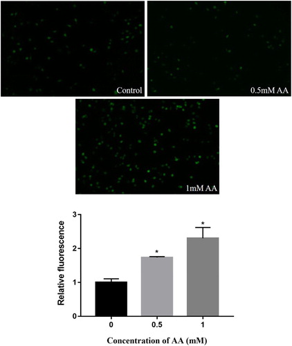 Figure 2. Effects of AA on ROS release in Kupffer cells treated for 6 h with AA (0, 0.5, 1 mM). Fluorescent pictures were acquired by fluorescence microscope. The values are presented as means ± of SD (n = 3). Significant differences with control group were designated as *P < 0.05.