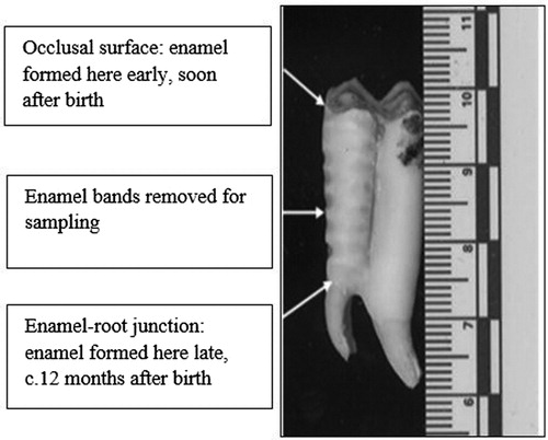 An ungulate mandibular second molar showing horizontal enamel bands removed for isotope sampling