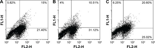 Figure 6 Flow cytometric analysis of phosphatidylserine externalization (annexin V binding) and cell membrane integrity (PI staining) for HeLa cells treated with PtNPs, PdNPs, and Pt–PdNPs for 48 hours.Notes: The dual parametric dot plots combining annexin V-FITC and PI fluorescence show the viable cell population (lower left quadrant, annexin V− PI−), the early apoptotic cells (lower right quadrant, annexin V+PI−), and the late apoptotic cells (upper right quadrant, annexin V+PI+). (A) Treatment with PtNPs; (B) treatment with PdNPs; (C) treatment with Pt–PdNPs.Abbreviations: PdNPs, palladium nanoparticles; PI, propidium iodide; PtNPs, platinum nanoparticles; Pt–PdNPs, platinum–palladium bimetallic nanoparticles; FITC, fluorescein isothiocyanate.