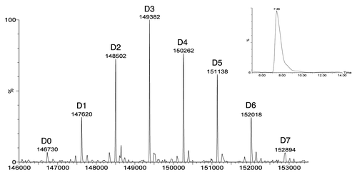 Figure 3 SEC/ESI-MS analysis of deglycosylated huC242-DM4 showing the deconvoluted mass spectrum. The label on each peak (e.g., D2) refers to the number of bound drug-linkers. Spectrum is obtained on a Waters LCT time of flight instrument as described by Lazar et al.Citation33 Inset: The total ion current in the SEC elution region of the protein. Adapted by permission from John Wiley & Sons: Lazar AC, Wang L, Blattler WA, Amphlett G, Lambert JM, Zhang W. Analysis of the composition of immunoconjugates using size-exclusion chromatography coupled to mass spectrometry.Citation33