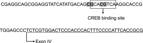 Figure 1 Detailed sequence of the target region in the promoter IV of the BDNF gene.