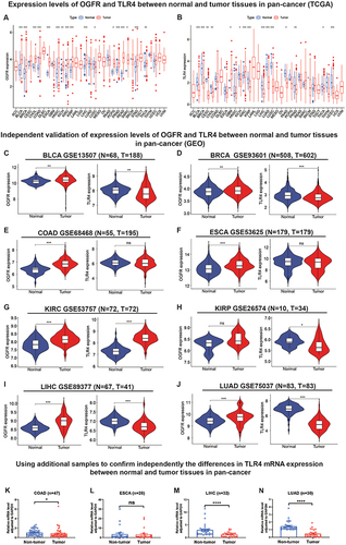 Figure 3 Analysis and independent validation of mRNA expression levels of OGFR and TLR4 in normal and tumor tissues in pan-cancers from TCGA, GEO databases and external samples.