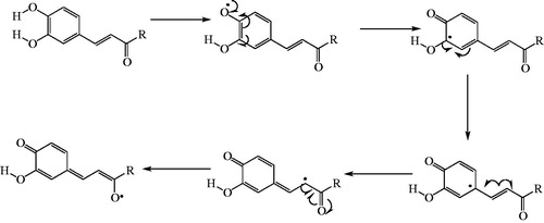 Figure 7. Stabilization of radicals by the phenol group of cynarin.