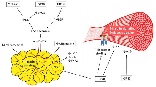Figure 2. The potential pathways through which chronic heat exposure can reduce inflammation, improve blood flow, and reduce insulin resistance. The increases in shear, HSP90, and HIF1α all offer potential to improve blood flow and reduce adipose tissue hypoxia, through mechanisms such as increased nitric oxide (NO) and vascular endothelial growth factor (VEGF). In addition, HSP70 reduces inflammatory markers in both adipose tissue (nuclear factor kappa-B [NFκB], IL-6, and TNFα) and skeletal muscle (JNK), along with HSP27 (IKKβ). In addition, HSP70 is involved in protein refolding of the insulin receptor. In concert, these mechanisms can reduce inflammation, improve insulin signaling, increase glucose uptake and reduce fatty acid release, and increase adiponectin secretion, improving the metabolic health profile in obesity. While the changes in protein abundance and expression have been experimentally observed in human or animal models (denoted with boxes), some downstream effects have not specifically been examined in response to chronic heat.