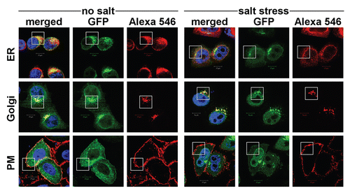 Figure 5 Localization studies of NFAT5a under isotonic and hypertonic conditions. HeLa cells were transfected with C-terminal GFP-tagged NFAT5a and were subjected to 1 h salt stress (350 mOsmol NaCl). Squares indicate areas of interest. The ER was stained with anti-PDI antibodies, the Golgi was stained with Giantin, and the plasma membrane (PM) was stained with wheat germ agglutinin Alexa 555 (red). NFAT5a co-localizes with the ER and the Golgi under isotonic- (no salt) and hypertonic-conditions (salt stress) to a similar extent. Co-localization with the PM is dramatically diminished under salt stress (Scale bars10 µm). Full-size images are available athttp://mendel.bii.a-star.edu.sg/SEQUENCES/NFAT5_2011/.