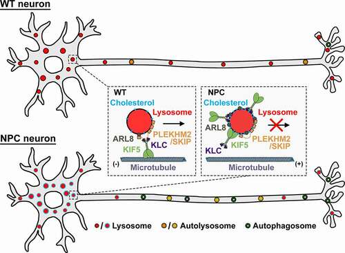 Figure 1. Schematic model showing lipid-mediated sequestration of motor-adaptor proteins impairs axonal lysosome delivery, contributing to autophagic stress in NPC axons. In WT neurons, the ARL8-PLEKHM2/SKIP-kinesin-1 complex is appropriately recruited to and assembled on lysosome membranes in the soma, driving lysosome transport into axons to facilitate axonal autophagosome maturation and clearance. In NPC neurons, altered membrane lipid composition on somatic lysosomes sequesters ARL8 and kinesin-1 independent of PLEKHM2/SKIP, disrupting lysosome transport to distal axons. Inefficient lysosome delivery impairs axonal autophagosome maturation, resulting in increased autophagic stress in presymptomatic NPC axons. Reducing lysosomal membrane cholesterol with HPCD treatment releases ARL8 and kinesin-1 sequestration, thus rescuing lysosome transport into axons and reducing axonal autophagosome accumulation at early stages of NPC disease