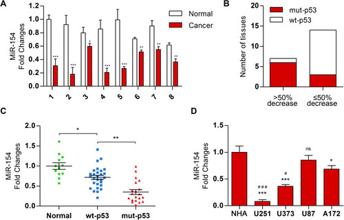 Figure 1 The level of miR-154 was decreased in GBM tissue, especially in p53 mutant tissue. (A) Twenty-one paired GBM and adjacent normal tissues were collected, and a decrease in miR-154 was found in 18 GBM tissues. Eight representative paired tissues are shown. (B) P53 DNA sequencing analysis was performed in the 21 GBM tissues that were divided into groups according to the degree of miR-154 decline. (C) MiR-154 was detected in 48 other GBM tissues with different p53 backgrounds. (D) The miR-154 level is shown in NHA and GBM cell lines. *Compared with NHA, #compared with A172 (*, #p<0.05, **p<0.01, ***, ###p<0.001, ns: no significance).