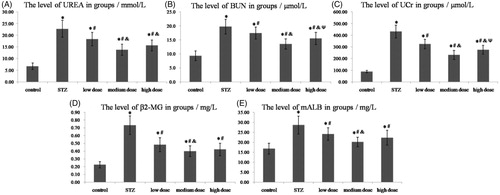 Figure 1. The levels of UREA, BUN, UCr, β2-MG and mALB in groups. (A) The plasma level of UREA; (B) The plasma level of BUN; (C) The urine level of UCr; (D) The urine level of β2-MG; (E) The urine level of mALB. *p < 0.05 vs. control group; #p < 0.05 vs. STZ group; &p < 0.05 vs. DMP-1 low dose group; Ψp < 0.05 vs. DMP-1 medium dose group.