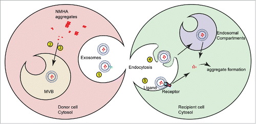 FIGURE 3. Factors influencing seeding activity of protein aggregates incorporated into exosomes. Exosome-mediated secretion of NM-HA by donor cells and subsequent uptake and seeding of NM-GFP prions in recipient cells. Infectivity of NM-HA bearing exosomes is likely determined by the following parameters: (1) Enhanced secretion of exosomes, (2, 3) Selective sorting of low-order oligomers, (4, 5) Specific exosome-target cell interaction (ligand-receptor recognition). This could include cell specific ligand-receptor interactions or differences in the intracellular fate of endocytosed exosomes. After internalization, the NM-HA aggregates contained in exosomes are released and induce new aggregate formation in N2a NM-GFP cells. The mechanism of NM-HA release into the cytosol is so far unknown.