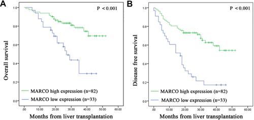 Figure 3 Low MARCO expression is associated with poor prognosis.