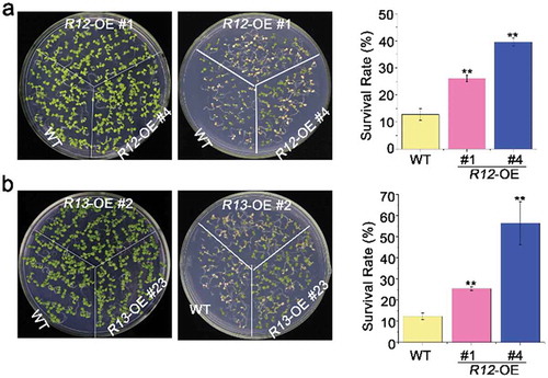 Figure 1. Heat tolerance of overexpressing of RCAR12 and RCAR13 transgenic plants in seedlings.(a and b) 4-d-old seedlings in wild-type (WT), overexpression RCAR12 plants (a), overexpression RCAR13 plants on MS agar medium exposing to heat shock at 42°C for 2 h. Survival rates were cored at day 2 after heat stress treatment. Seedlings of plants on the control were 7-day-old plants. Data are means ± SD of the three independent biological experiments. ** Significant at P < .01 compared with the WT.