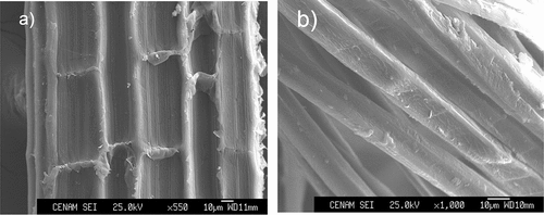 Figure 5. SEM micrographs of a) untreated and b) treated A. angustifolia Haw fibers.