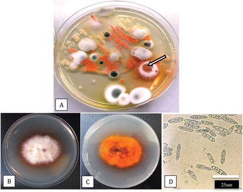 Fig. 3 (Colour online) Plating of coco fibre samples for recovery of microbes. a, Dilution plating of a sample from the coco substrate in which cannabis plants were grown shows a range of fungi and bacteria, including a colony of Fusarium lichenicola (arrow). Subculture of the isolate shows typical colony morphology (b, c) and spore production (d)