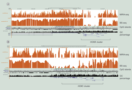 Figure 6.  Snaphots from the University of California Santa Cruz genome browser showing data for MIRA-seq in comparison to bisulfite sequencing.We obtained the MIRA-seq data from IMR90 cells; the bisulfite sequencing data were downloaded from [Citation5]. The window size for both approaches was 500 bp. (A)HOXB cluster region. Note the lower signal intensity of MIRA-seq compared with bisulfite sequencing for regions with low GC content (left side of sequence region). (B) HOXC cluster region.BS: Bisulfite; MIRA: Methylated-CpG island recovery assay.