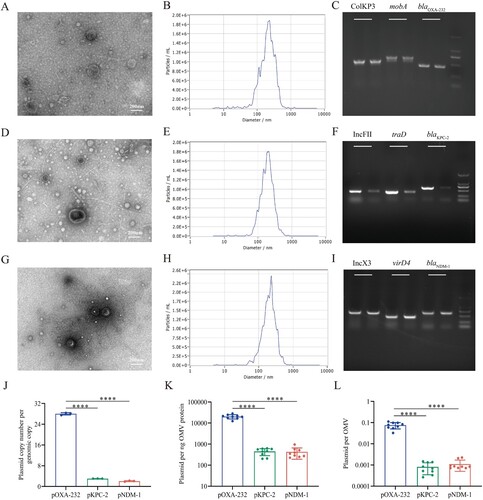 Figure 3. The distribution of plasmids harbouring carbapenemase genes in outer membrane vesicles (OMVs) derived from carbapenemase-producing K. pneumoniae. (A, D, G) Transmission electron microscopy (TEM) imaging of OMVs from OXA-232-Kp, KPC-2-Kp, and NDM-1-Kp. (B, E, H) Nanoparticle tracking analysis (NTA) of OMVs from OXA-232-Kp, KPC-2-Kp, and NDM-1-Kp. (C, F, I) PCR screening for carbapenemase genes and the corresponding plasmid backbones. For each gene, genomic DNA was employed as the positive control and was placed at the left lane. OMVs DNA was also used as the template and the PCR products were run at the right lane. (J) Plasmid copy number of blaOXA-232 ColKP3 (pOXA-232), blaKPC-2 IncFII(pHN7A8)/IncR (pKPC-2), and blaNDM-1 IncX3 (pNDM-1) plasmids in K. pneumoniae. (K) The number of plasmids per nanogram of vesicle protein. (L) The number of plasmids per OMV. The number of OMV was determined with NTA analysis. Error bars signify standard deviations. ****, P < 0.0001.