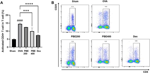 Figure 4. Effects of Protaetia brevitarsis seulensis larvae extract (PBE) on CD4+ T cell activation in lung tissue (percentage of activated CD4+ T cells [A] and flow cytometry plots [B]). Sham, normal control group; OVA, ovalbumin-induced airway inflammation group; PBE200, OVA group treated with 200 mg/kg of PBE; PBE400, OVA group treated with 400 mg/kg PBE; DEX, OVA group treated with 5 mg/kg dexamethasone. ####p < 0.001 compared to the sham group, ***p < 0.005 and ****p < 0.001 compared to the OVA group.