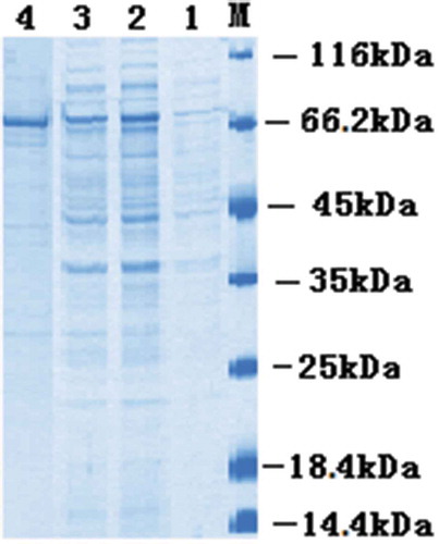 Figure 3. SDS–PAGE analysis of the anti–PFLX scFv–AP fusion protein.Lane M, marker 116 kDa; Lane 1, before induction; Lane 2, after induction; Lane 3, the supernatant; Lane 4, purified scFv-AP.