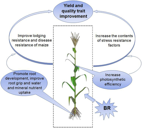 Figure 8. Model of increasing maize yield by BR.