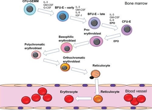 Figure 1 Schematic diagram of the process of erythropoiesis. The various stages of erythroid differentiation are shown including the key cytokines that are involved in the proliferation, survival and differentiation of the erythroid progenitors.