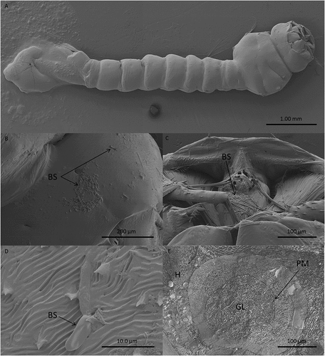 Figure 3. Scanning electron microscopy of Culex quinquefasciatus larvae infected with blastospores (BS) of Metarhizium brunneum ARSEF 4556. Larvae exposed to 107 blastospores ml−1, 48 hr post-inoculation, were examined using Cryo-SEM. (a). Distribution of blastospores on larval cuticle. (b) Some blastospores were found attached to the surface of the head and (c) around mosquito mouthparts. (d) Few blastospores were observed attached to abdominal segments. (e) Cross section of infected larva showing that blastospores of M. brunneum had been ingested by the larvae and occluded the gut lumen (GL). PM: peritrophic membrane, H: haemocoel.