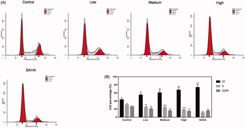 Figure 4. Resveratrol inhibits ACHN cell cycle. (A) ACHN cells were treated with 15.625, 31.25 and 62.5 μg/mL resveratrol as well as 0.1 μM SAHA. Flow cytometry was used to detect the cell cycle. ∧p < 0.05, ∧∧p < 0.01 vs. SAHA, *p < 0.05, **p < 0.01 vs. Control.