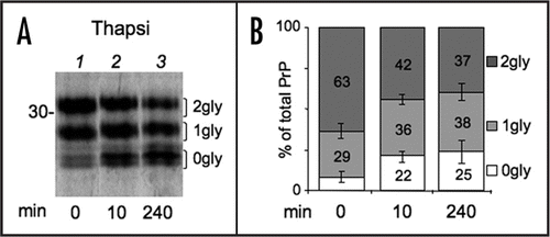 Figure 4 Tg treatment reduces PrP glycosylation. (A) HeLa cells expressing PrP were treated with 2.5 µg/ml thapsigargin for 0 (lane 1–2) or 230 min and then pulsed for 10 min in the absence (lane 1) or presence of the same concentration of thapsigargin (lanes 2–3). Lysates were immunoprecipitated with 3F4. (B) The percentages of the three PrP glycoforms were determined by densitometry from the experiment shown in (A) and two additional independent ones. Dark gray, diglycosylated; light gray, monoglycosylated; white, unglycosylated PrP. SEM bars are shown.