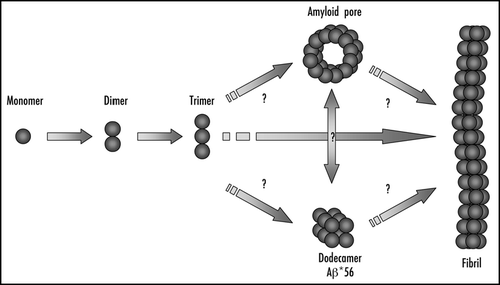 Figure 1 The molecular cascade that leads to the formation of amyloid fibrils. The formation of amyloid fibrils is a sequential process that proceeds from monomeric species into well-ordered amyloid fibrils. It is still unclear whether the formation of soluble oligomers such as the Aβ*56Citation17 and the annular amyloid pores,Citation8 is an on-pathway or an off-pathway process.