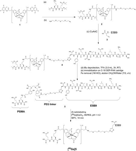 Figure 2. Synthesis of PSMA PLT-TM. The (tBu protected) PSMA-binding motif and a PEG linker were coupled to either side of the Fe-protected HBED-CC double TFP ester (1) to give (2). The synthesis of the C-terminally modified E5B9 peptide (SKPLPEVTDEY-Propargylglycine) (3) was performed manually on a 2CT-Resin under application of standard Fmoc-protocols and cleaved from it with a mixture of TFA/TIPS/H2O (95/2.5/2.5, v/v/v). Then, (2) and (3) reacted via the Cu(I)-catalyzed alkyne-azide cycloaddition (CuAAC), the final product was isolated and the tBu groups were deprotected with TFA. Then, Fe was removed from the complex by applying 1 M HCl on a C-18 SEP-PAK cartridge. The final product was eluted from the cartridge with a mixture of CH3CN/water (7/3, v/v, 20 mL).