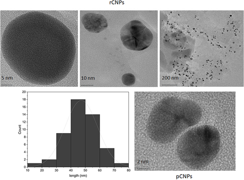 Figure 4 Morphology (5, 10 and 200 nm) and the histogram for particle size of rCNPs along with the morphology of pCNPs (2 nm) using TEM.
