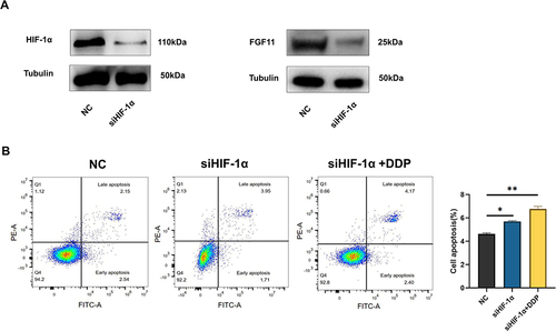 Figure 4 FGF11 was regulated by HIF-1α to participate in DDP resistance. (A) Knockdown of HIF-1α inhibited the expression of FGF11. (B) Cell apoptosis results in the NC, shHIF-1α, and shHIF-1α+DDP groups in ES-2 cell lines. *, P < 0.05; **, P < 0.01.