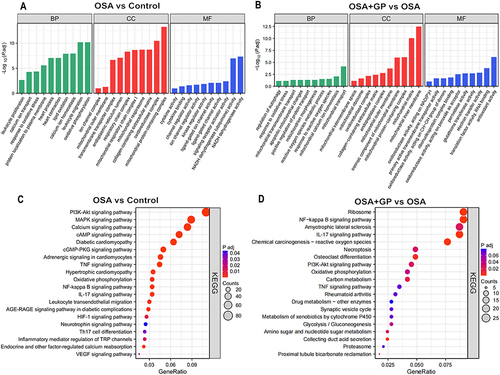 Figure 8 GO and KEGG enrichment analysis of DEPs in each comparison group. (A and B) GO enrichment analysis of DEPs between CON-vs.-OSA and OSA-vs.-GP, respectively; (C and D) KEGG enrichment analysis of DEPs between OSA-vs.-GP and OSA-vs.-GP, respectively.