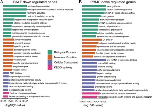 Figure 3. GO-term and KEGG pathway enrichment of down-regulated expressed genes in BALF and PBMC of COVID-19 patients. (A) GO-term functional enrichment by 3 categories (BP, MF, CC) and KEGG pathway analysis were performed for down-regulated genes in COVID-19 patients BALF. (B) Same as (A) for down-regulated genes in COVID-19 patients PBMC.