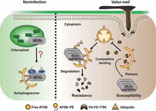 Figure 8. A working model of how Vm1G-1794 reduces autophagy-associated resistance by interfering with the interaction of MdATG8i-MdEF-Tu. Localization of MdEF-Tu is partially transferred out of chloroplast via interaction with MdATG8i under non-infection conditions. However, wheather the functional MdEF-Tu involved in autophagy is unknown. During V. Mali infection, autophagic degradation of ubiquitinated MdEF-Tu aggregates to improve resistance. However, V. Mali produces the cytoplasmic effector Vm1G-1794, which competitively combines with MdATG8i and blocks autophagic flux, resulting in the accumulation of MdEF-Tu aggregates and an increase in the susceptibility to V. Mali.