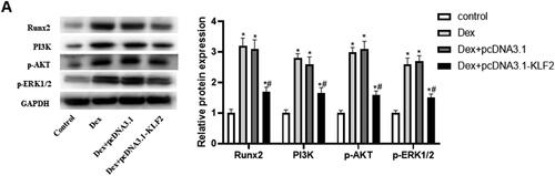 Figure 4. Overexpression of KLF2 inhibits Runx2 mediated activation of PI3K/AKT and ERK signalling pathways. GPCs were transfected with pcDNA3.1-KLF2 or control pcDNA3.1, and then treated with Dex (50 μM) for 24 h. (A) The protein expression of Runx2, PI3K, AKT and ERK was detected by Western blot. (B) Quantification of protein expression of Runx2, PI3K, AKT and ERK. “*” means compared with control group p < 0.05, and “#” means compared with Dex + pcDNA3.1 group p < 0.05. GAPDH was used as an invariant internal control for calculating protein-fold changes.