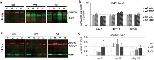 Figure 3. Influence of prion dose on protein levels after injury. Olfactory tissues were analysed by multiplex western blot. (a) Representative immunoblot at day 14 of PrPC protein levels (green) after vehicle (V) or methimazole (M) treatment. GAPDH loading control was visualized in red. (b) Quantification of PrPC at 7, 14, and 28 days after drug treatment, where log-transformed PrPC signal was normalized to GAPDH. Data were analysed by Student’s t-test (MTZ:vehicle, *P < 0.05, n = 5 each treatment). (c) Representative day 14 multiplex immunoblot of canonical olfactory neuron maturation markers: immature olfactory sensory neuron marker GAP43 (red, 43 kDa), mature OSN maker OMP (green, 20 kDa) and loading control GAPDH (red, 37 kDa). (d) Quantification of the difference in average relative maturation signal (GAP43:OMP) after injury as compared to vehicle levels ± S.E of the difference between the means. Data were analysed by two-way ANOVA (*P < 0.05, n = 5 each treatment)