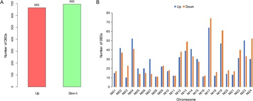 Figure 3. The number (A) and distribution (B) of differentially expressed genes (DEGs) on chromosomes.