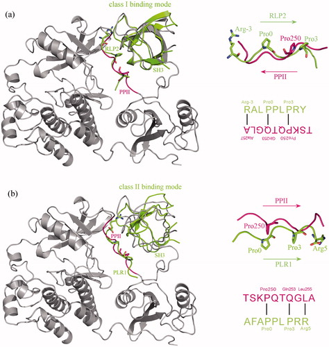 Figure 3. Superposition of class I c-Src SH3–PLR2 complex crystal structure (PDB: 1PRL) (a) and class II c-Src SH3–PLR1 complex crystal structure (PDB: 1RLP) (b) onto the SH3–PPII adduct of c-Src kinase crystal structure (PDB: 2SRC). From the superposition the binding mode of PPII to SH3 domain is revealed as class II, where the three key residues Pro0, Pro3 and Arg5 of class II motif P0xxP3x+5 in PLR1 peptide can well match the residues Pro250, Gln253 and Leu255 of PPII, respectively.