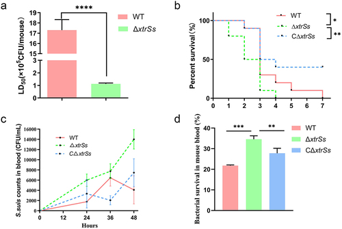 Figure 1. XtrSs contributed to the virulence of Streptococcus suis. (a) The Lethal Dose 50 test of ΔxtrSs and WT in a mouse infection model. Randomized groups of five mice were challenged with different strains at doses corresponding to 10-fold-diluted suspensions (104 to 108 CFU/mL). Mortality was monitored twice per day for 7 days after the challenge. (b) The survival curve of mice infected with ΔxtrSs, CΔxtrSs, and WT strains at the same doses (5 × 106 CFU/mouse). Each group contained 10 mice, and the survival rates were recorded every 24 h postinfection for 7 days. (c) Bacterial loads in the blood of S. suis-infection bacteriaemia mouse models. The blood was obtained from mouse orbital sinus at 0 h, 24 h, 36 h, and 48 h after i.p. challenge and plated on THB agar plates with serial dilution to calculate bacterial concentrations. (d) Whole blood killing assay. Cells of ΔxtrSs, CΔxtrSs, and WT strains at the mid-log phase were mixed with freshly prepared anticoagulated mouse blood, followed by incubation at 37°C for 90 min. The mixture was then plated on THA for viable bacterial enumeration. All data are represented as mean ± SD of triplicate samples (**: p < 0.01; ***: p < 0.001; ****: p < 0.0001; ns: no significance).