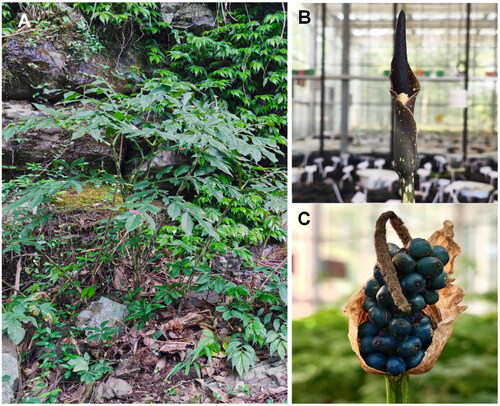 Figure 1. Morphological characteristics of the leaf (a), flower (B), and fruits (C) of Amorphophallus kiusianus. The photos were taken by the author Yong Gao. The petiole of A. kiusianus is glossy with dirty olive-green or grayish-green colors. Spathe is dark greenish outside with small, whitish spots. The berries are at first bright green, turning pinkish purple, and finally deep blue.