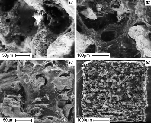 Figure 6. SEM images showing time-periodic pancreas islet cell ingrowth seeded on porous TiNi-based SMA scaffold: at day 7 post-implantation, cells in the process of further proliferation with synthesizing extracellular matrix and forming the spatial pseudopodium (a); at day 7 post-implantation, cells spreading across the pores and relatively small pores fully filled with cells and extracellular matrix (b); at day 14 post-implantation gradual cellular ingrowth from the periphery towards the center (c); at day 28 post-implantation, scaffold entirely filled with cells and extracellular matrix (d).