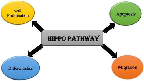 Figure 2 Cellular roles of Hippo pathway.
