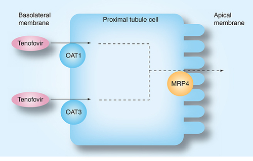 Figure 1. Excretion of tenofovir by the proximal tubule cell.Tenofovir is filtered by the glomerulus. At the basolateral membrane of the proximal tubule, tenofovir enters the cell via OAT-1 and OAT3. It is then excreted into the urine via the apical MRP-4.MRP: Multi-drug-resistant protein; OAT: Organic anion transporter.