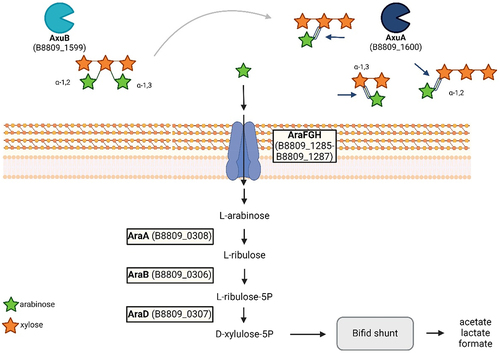 Figure 9. Model of AX degradation of AxuA and AxuB and arabinose metabolism in B. longum susp. longum locus tags for genes in B. longum susp. longum NCIMB8809, see text for further details. Created with BioRender.com.